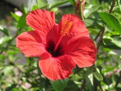Hibiskus