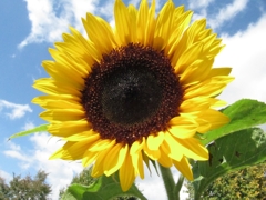Sonnenblume2