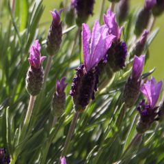 NetObjects Web Design Placeholder